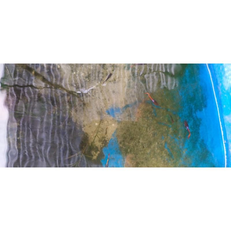 

Gambo guppy texsedo red tail