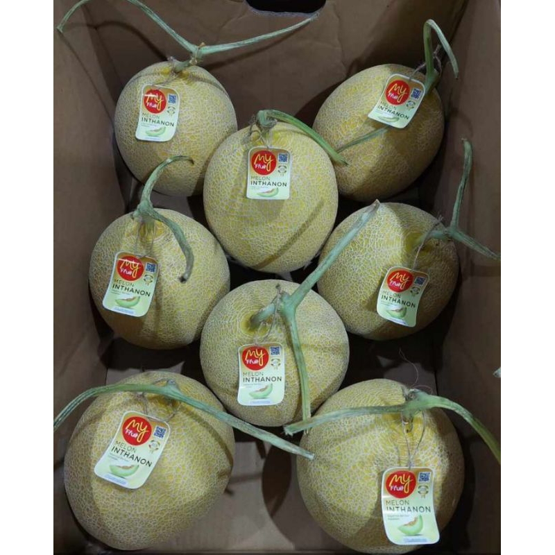 

MELON INTHANON