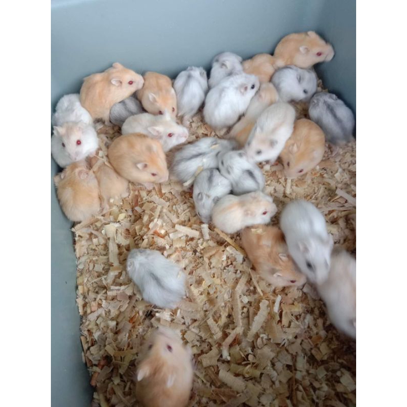 indukan hamster winter white sepasang indukan siap ternak murah