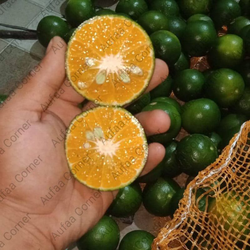 

Jeruk Peras Siam Madu Fresh Segar diDepok Manis Enak Murah Asli Berkualitas Lemon Limau