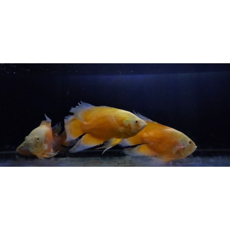 Oscar Paris albino Slayer