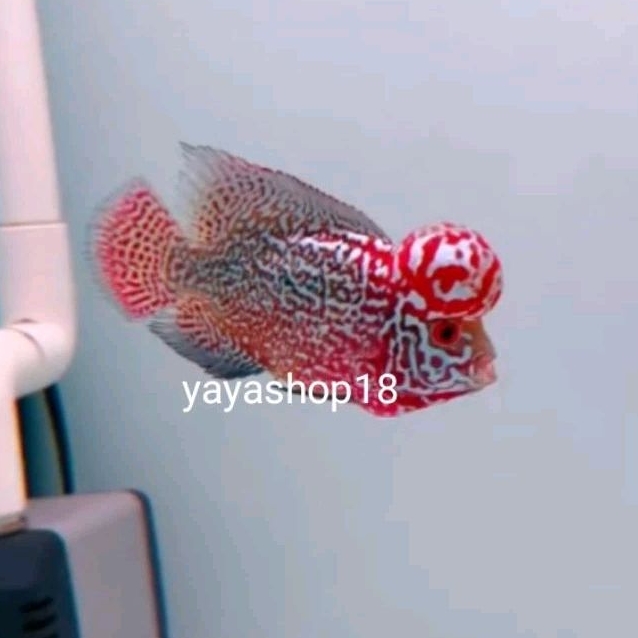 KAMFA GEN ORI THAILAND BAHAN BAGUS