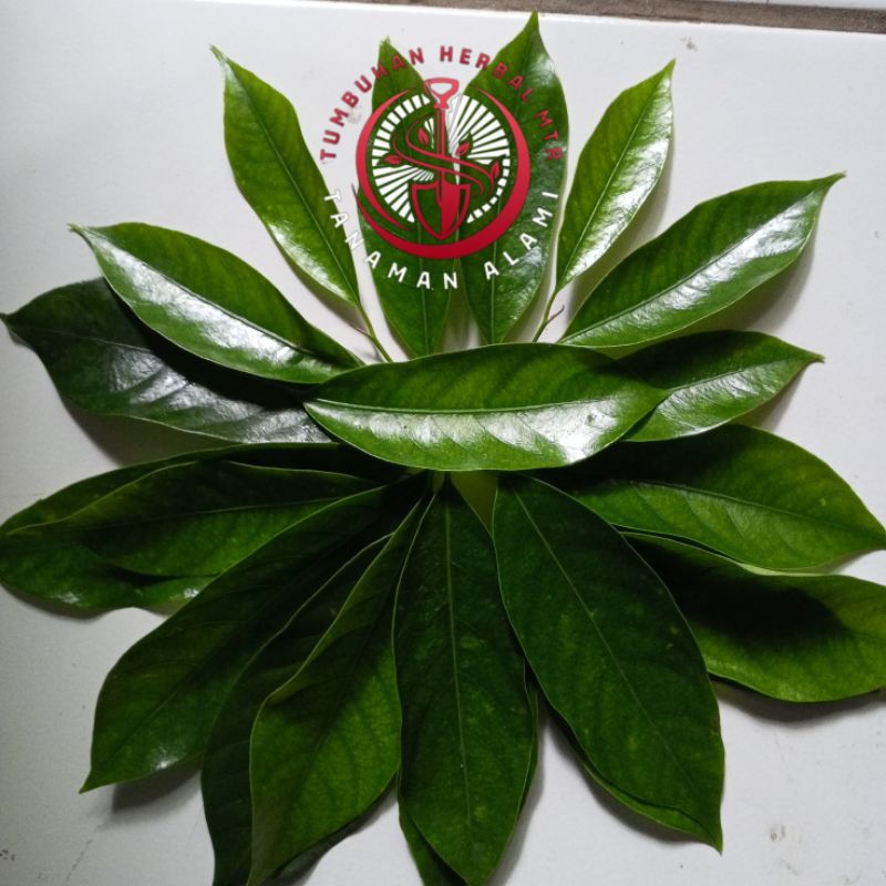 

Daun Pala Segar 200g Langsung Letik Dari Pohon