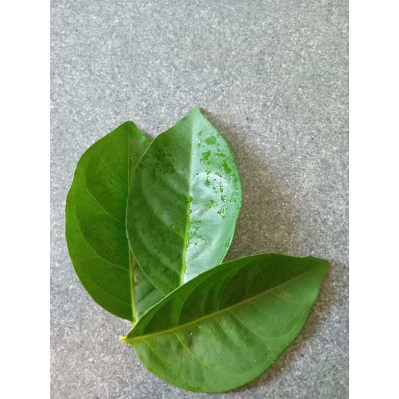 

daun salam segar berkualitas