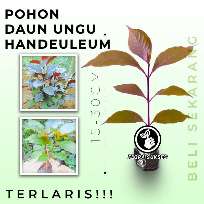 TANAMAN OBAT DAUN HANDEULEUM OBAT WASIR AMBEYEN DAUN UNGU