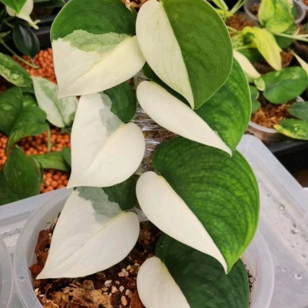 *PROMO* Scindapsus Monlight Varigata/ Scindapsus Varigata/ Scindapsus Terubii Varigata