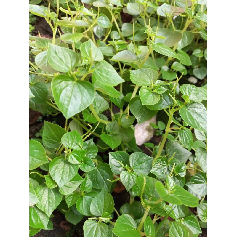 

100gr DAUN SIRIH CINA SEGAR DI PETIK LANGSUNG/KETUMPANG AIR