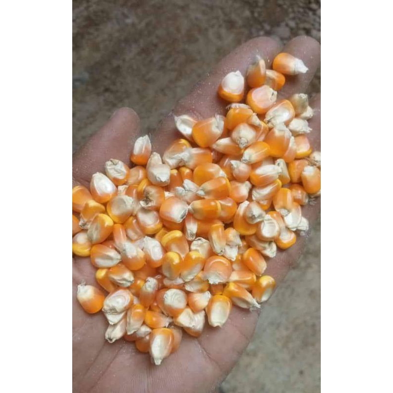 jagung kering 1 kg bisa buat segala olahan dan pakan ternak