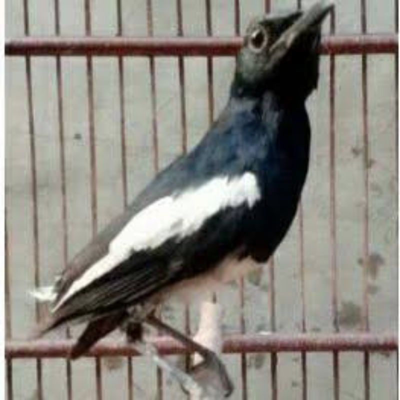 BURUNG KACER DADA PUTIH JANTAN EKOR BONDOL