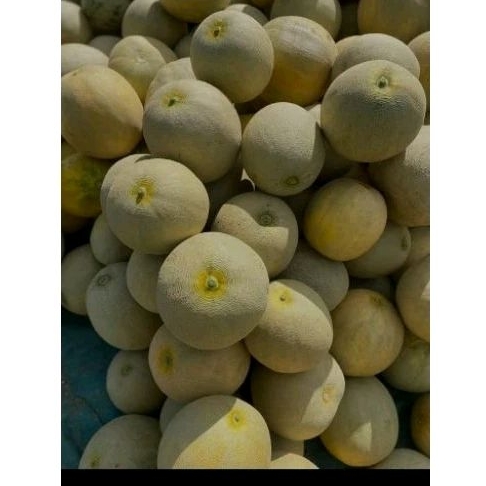 

melon lokal madu perbutir
