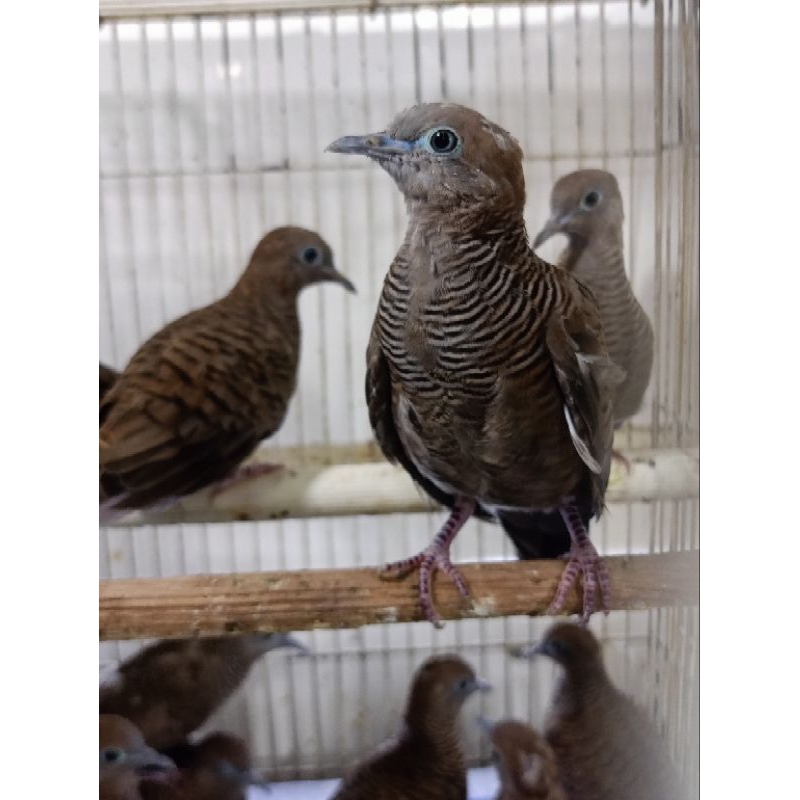 PERKUTUT CEMANI HITAM PILIHAN