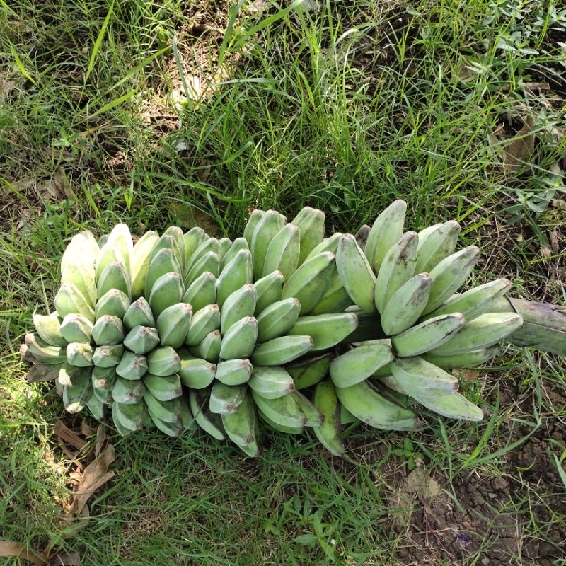 BIibit  pisang kepok tanpa jantung / pisang sepatu amora / unti sayang / kepok seram