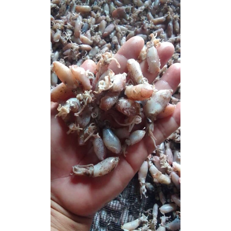 

BABY CUMI ASIN REBUS FRESH Per 1kg IKAN ASIN MURAH || BEBI CUMI ASIN KECIL