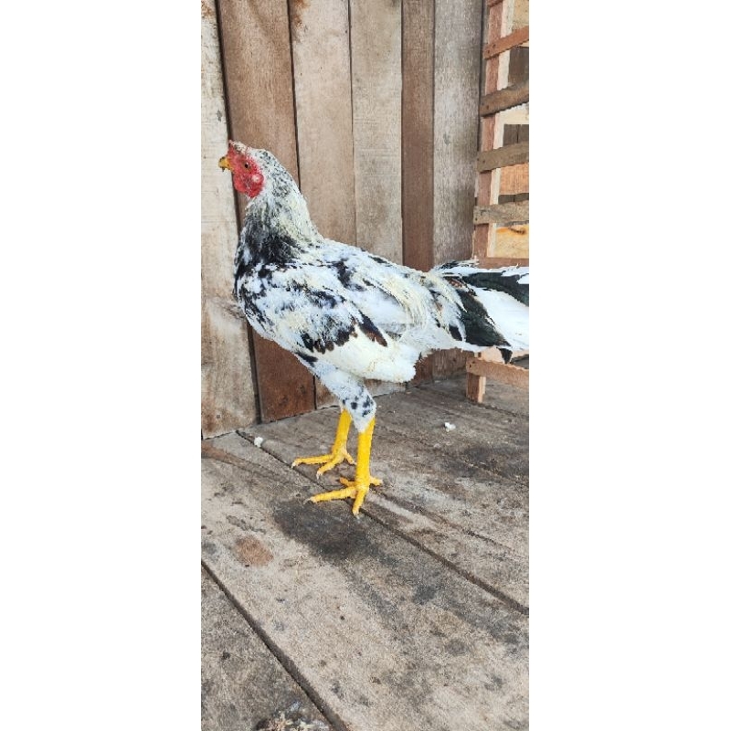 

Ayam Kampung Asli