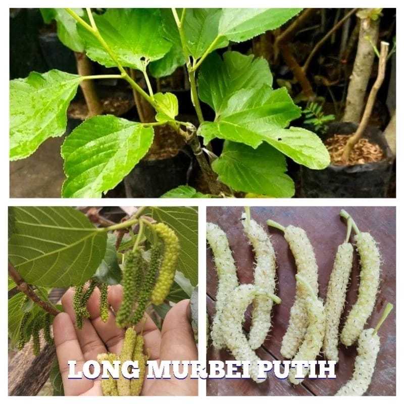 Long White Murbei ( jaminan asli )