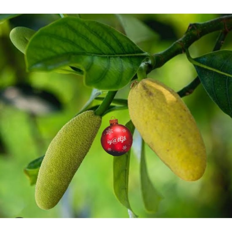 nangka muda / nangka babal / nangka muda obat diabet / nangka babal muda fress 50-100g