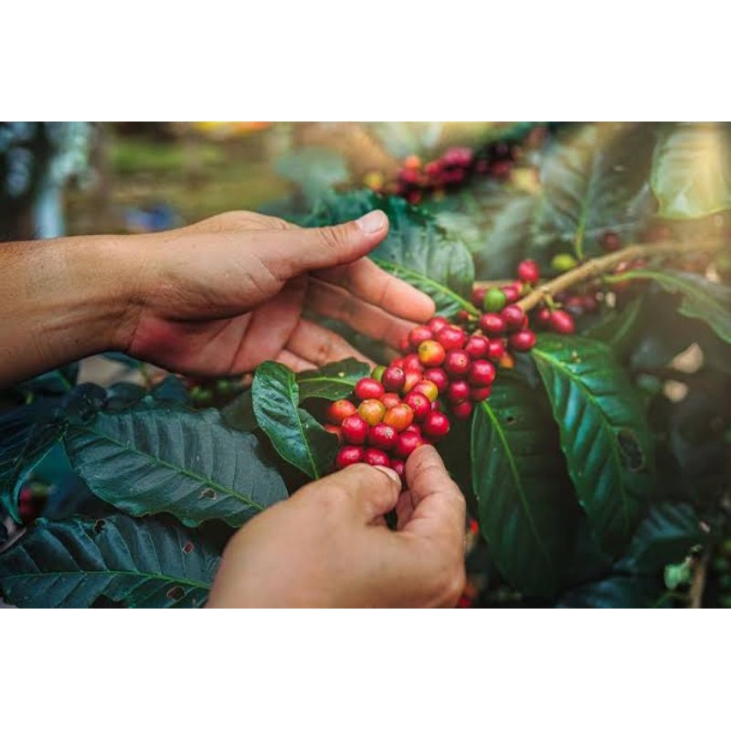 

Kopi bubuk kopi lampung bubuk kopi biji kopi asli kopi lampung