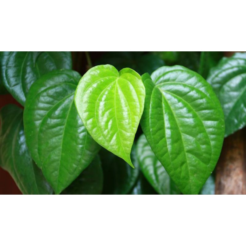 

Daun Sirih