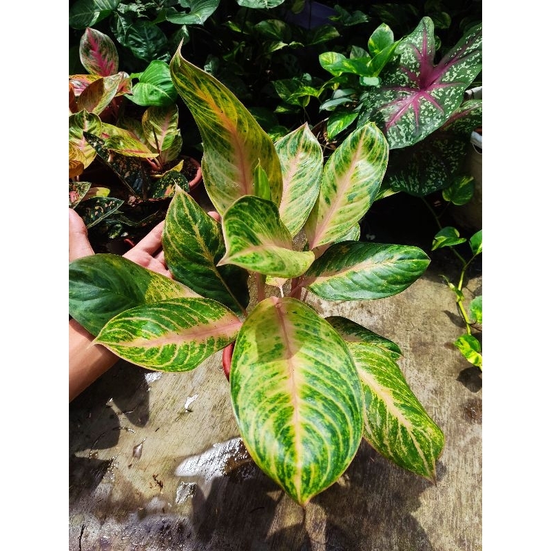 Aglonema obama tanian lokal