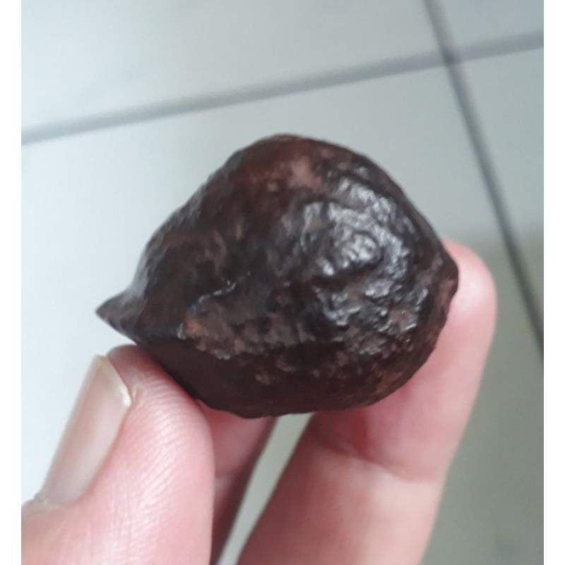 Kemiri Adu Muncang Adu Jayanti Si Langit Extreme Urgen