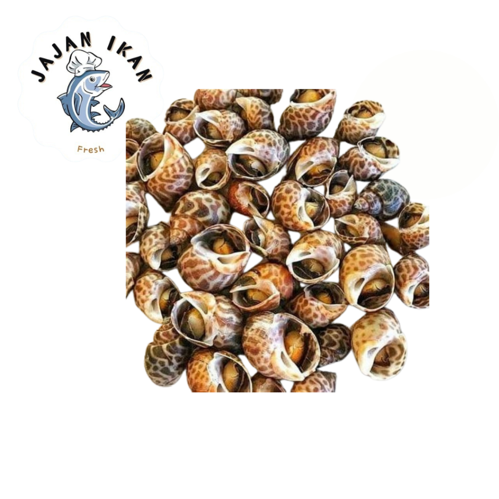 

Kerang Macan/Keong Macan Premium 1Kg