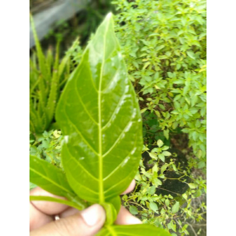 

RANO_HERBAL Daun Mengkudu atau Bentis 1/4kg