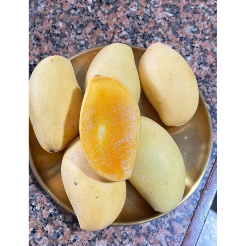 

Mangga Nam Dok Mai / Mangga Thailand