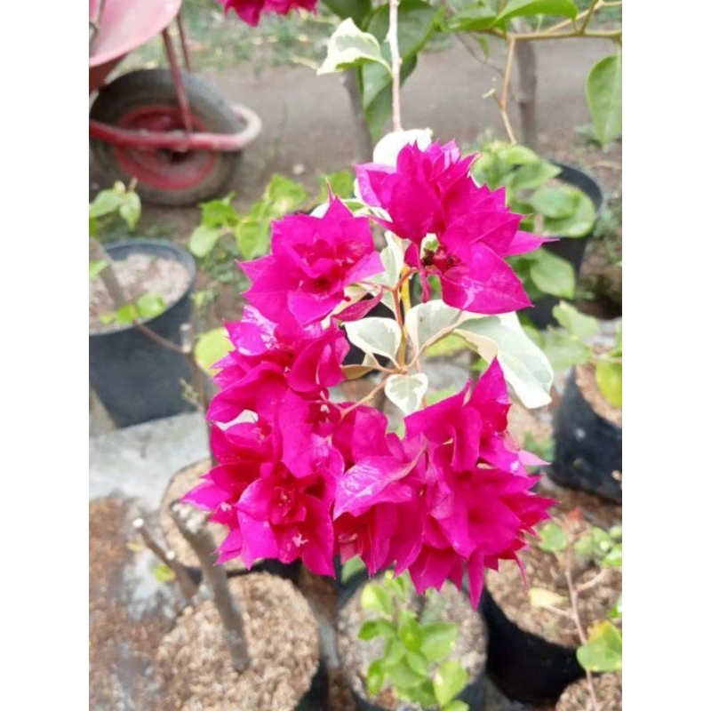 BOUGENVILLE BAHAN STEK DAN ENTRES VARIGATA MERAH FANTA