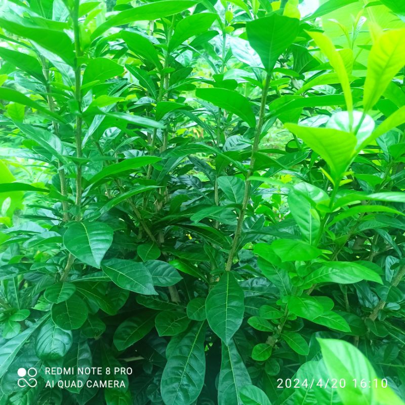 

Daun maja pahit segar 500 gram