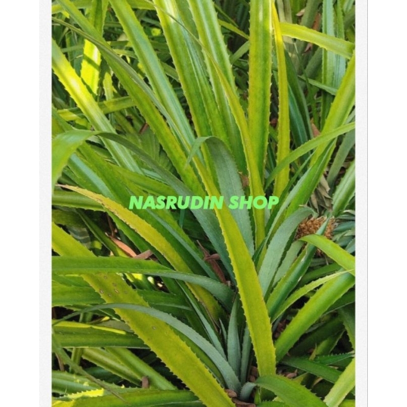 

[Fresh] DAUN NANAS SEGAR 20 LEMBAR LANGSUNG PETIK