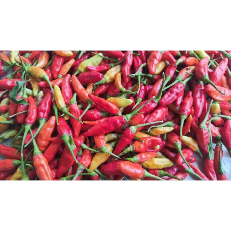 

Cabe Rawit Merah Super Murah Harga Grosir || 100 Gram