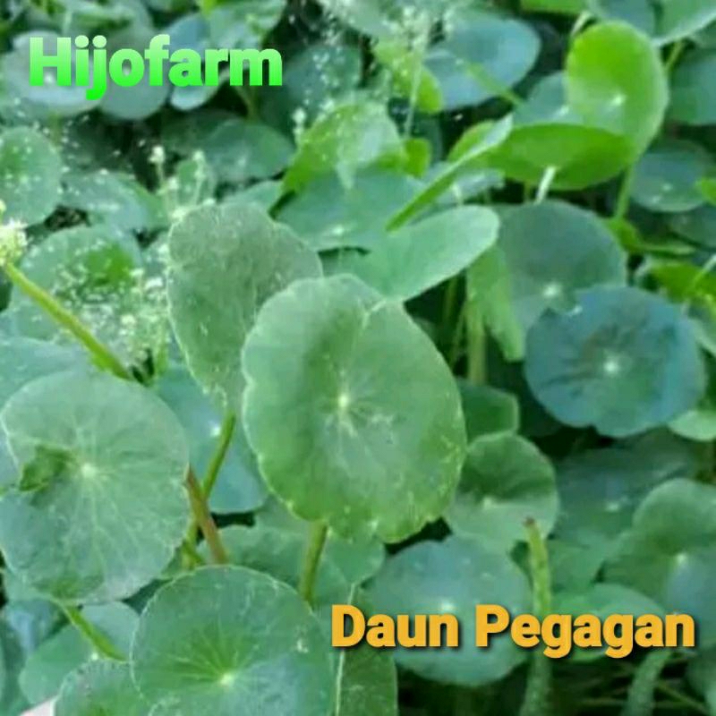 

Daun Pegagan Antanan Segar 250 gr