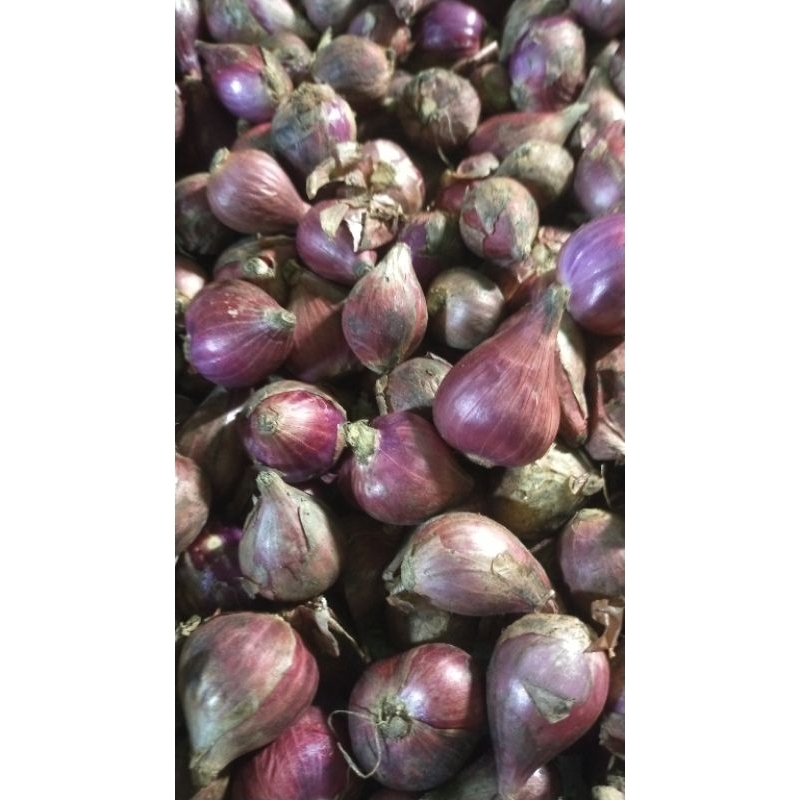 

bawang merah super,Brebes punya