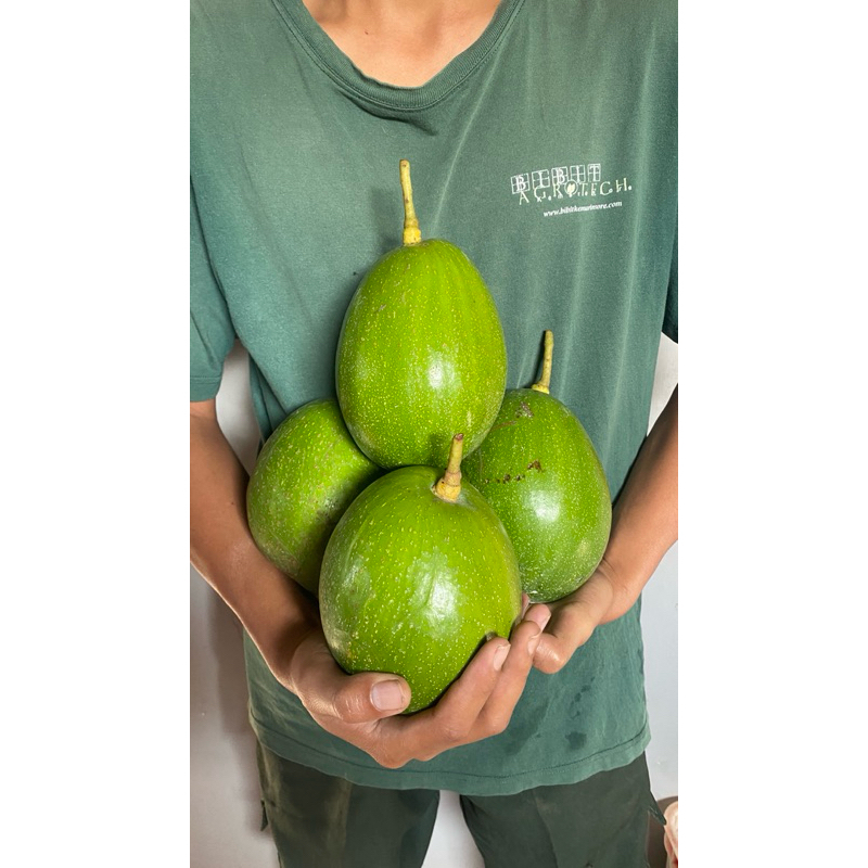 

Buah Alpukat Aligator Fresh Petik 1Kg Premium