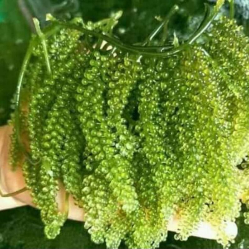 

MURAH Anggur Laut / Latoh / Lawi Lawi / Sea Grapes / Green Cavier