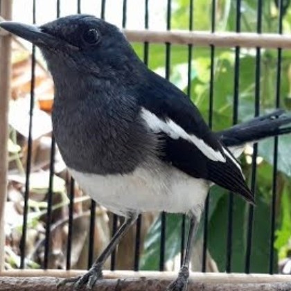 Kacer Dada Putih Betina Bandung