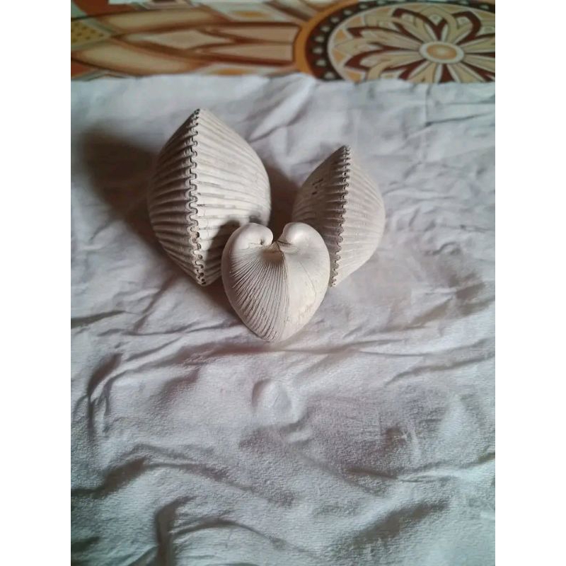 batu temuan batu fosil kerang