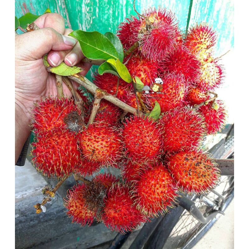 

1KG RAMBUTAN BINJAI ASLI MANIS, JUAL RAMBUTAN BINJAI MANIS MALANG MURAH GRATIS ONGKIR BISA COD