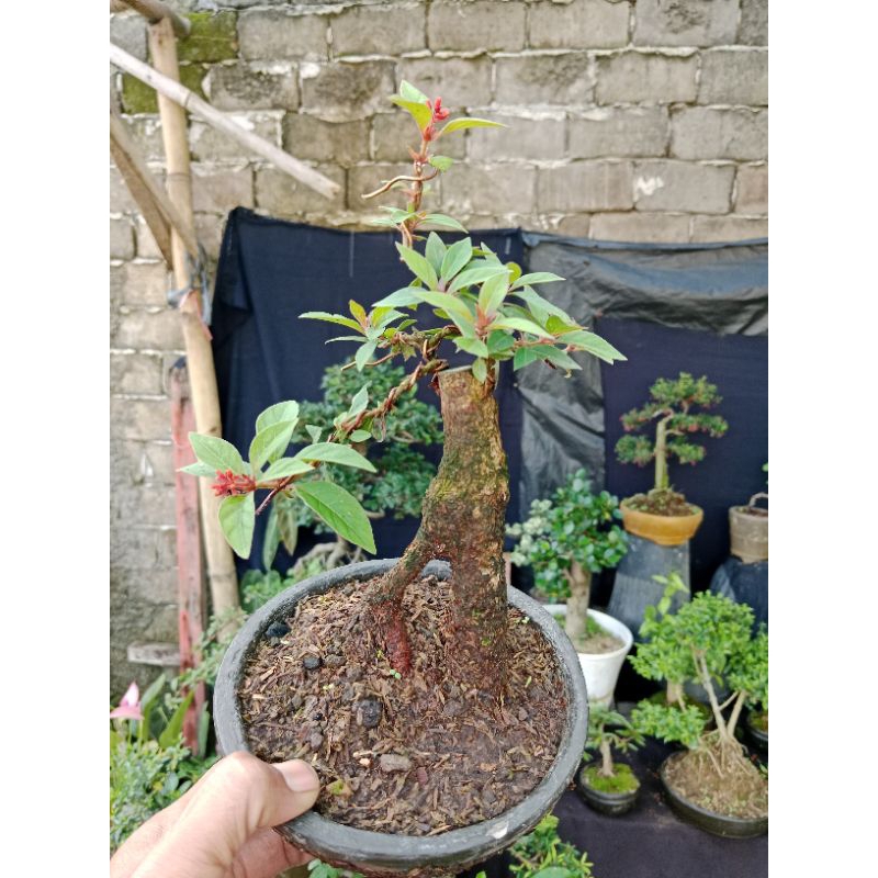 bonsai pusaka mame