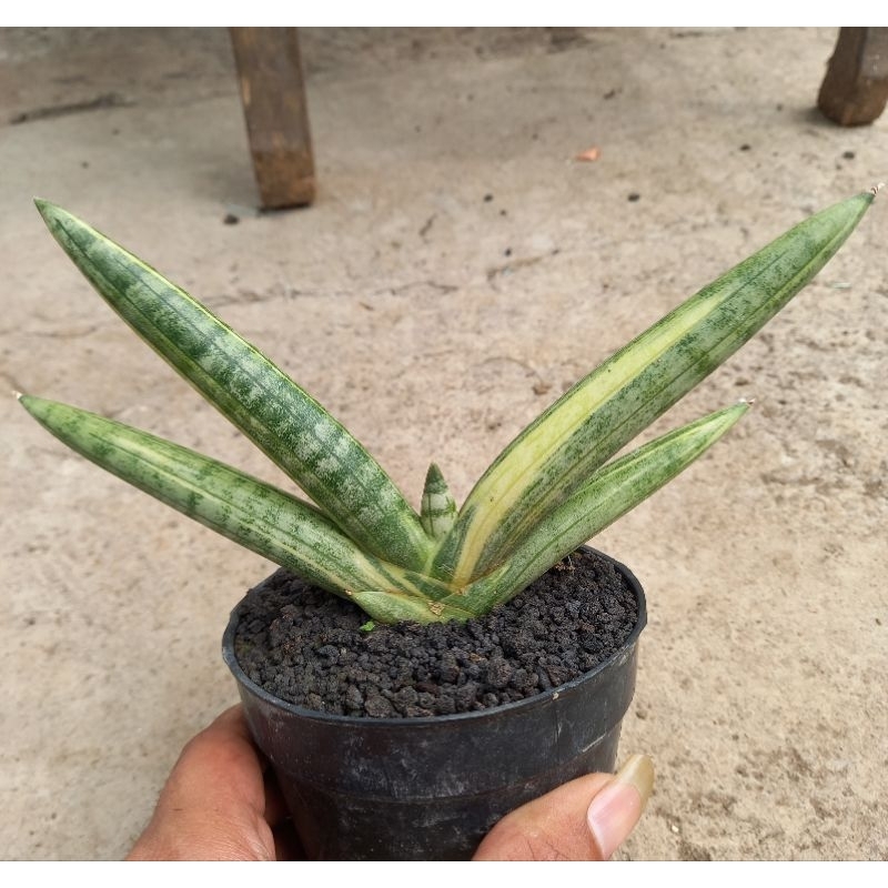 SANSEVIERA SANSEVERA SANSEVIERA LIDAH GAJAH SANSEVIERA BONCEL VARIGATA