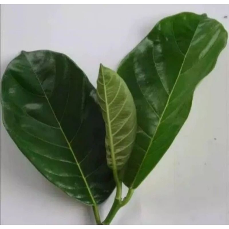 

DAUN NANGKA SEGAR 100 LEMBAR MURAHHH