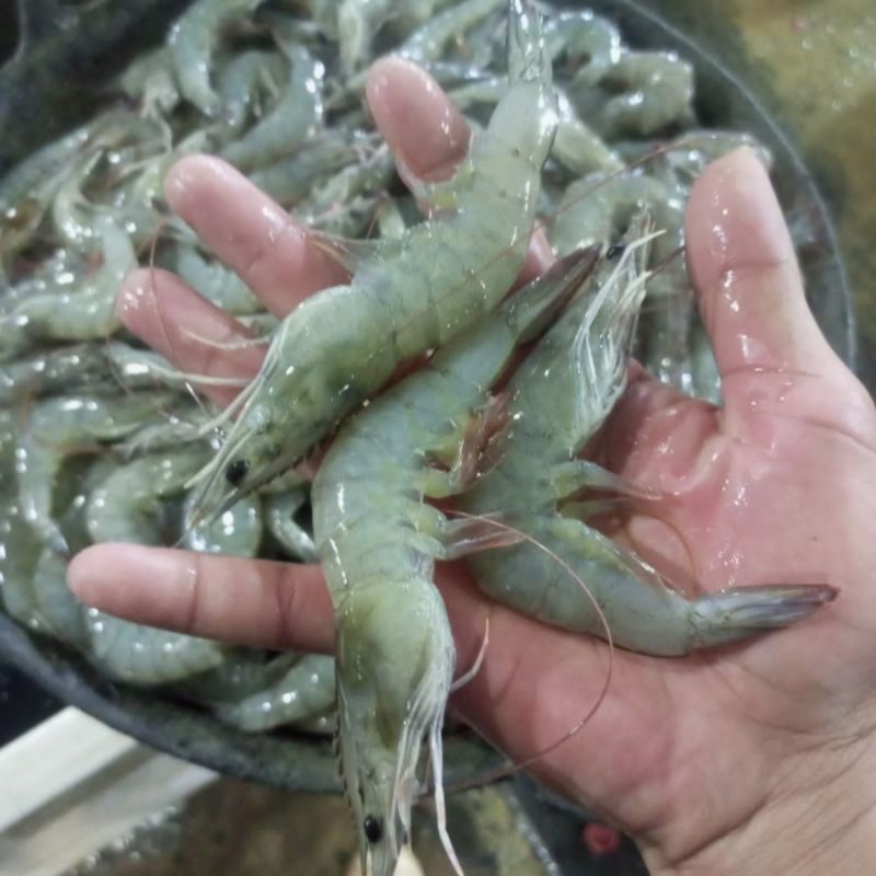 

Udang murah vaname 1 kg fresh frozen size 80