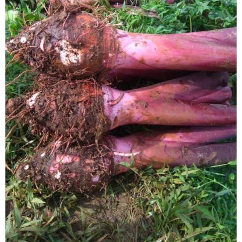 Bibit Talas Bogor  jenis Jepang Merah/Paloma/Ketan Merah. Jenis langka dan rasanya enak.