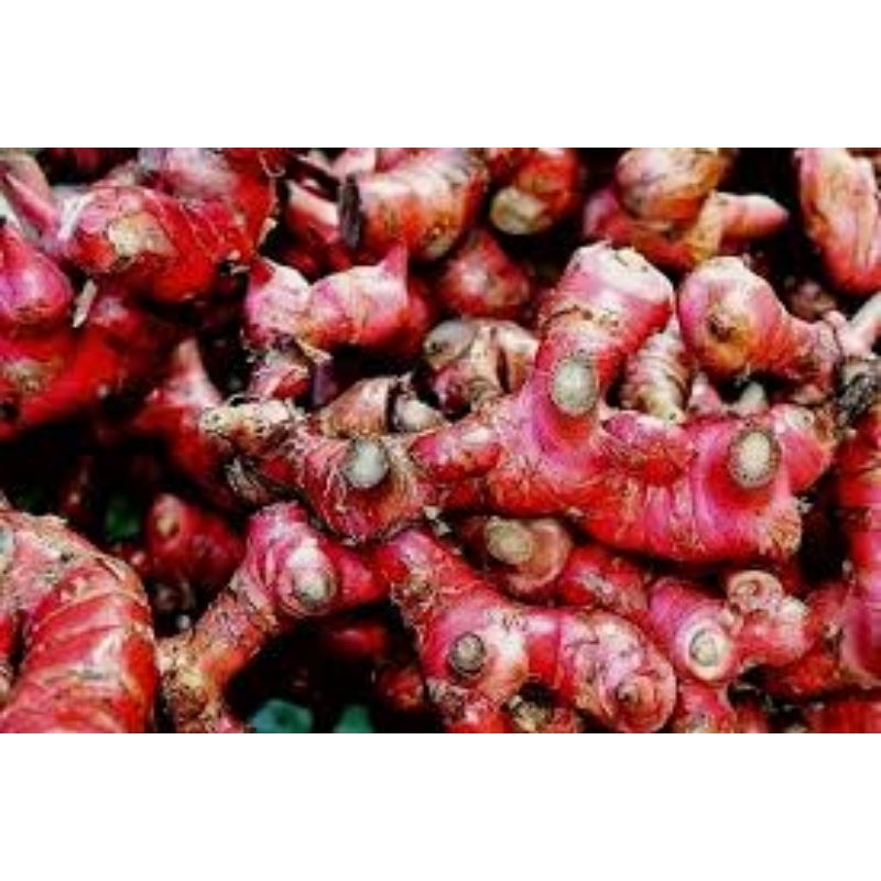 

jahe merah lokal wonogiri