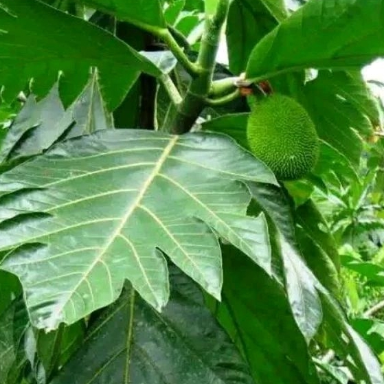 

2lembar daun sukun segar obat herbal alami daun sukun fresh