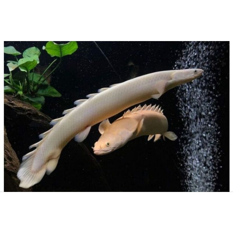 

Kardus Palmas ALBINO SIZE 13 CM