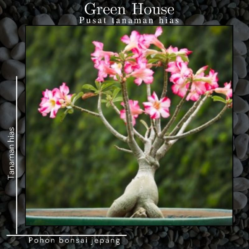 Pohon Bonsai Adenium - Kamboja Jepang - Rose Pink - Tanaman Hias Bonsai - Pohon Bonsai