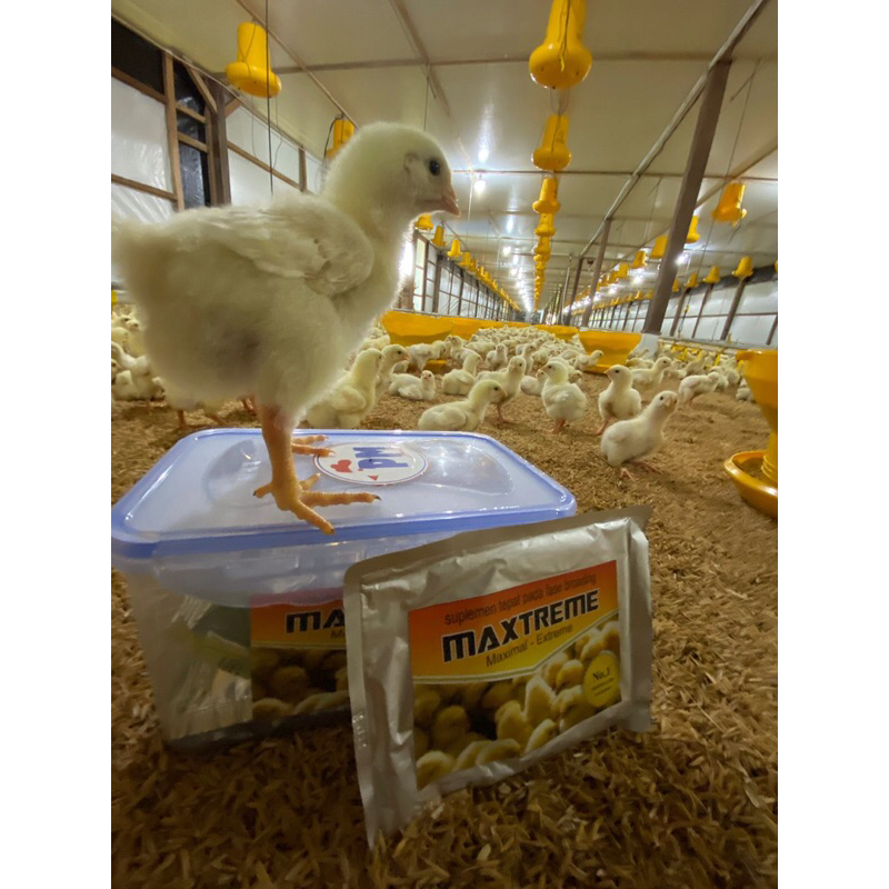 MAXTREME | suplemen mempercepat fase brooding DOC