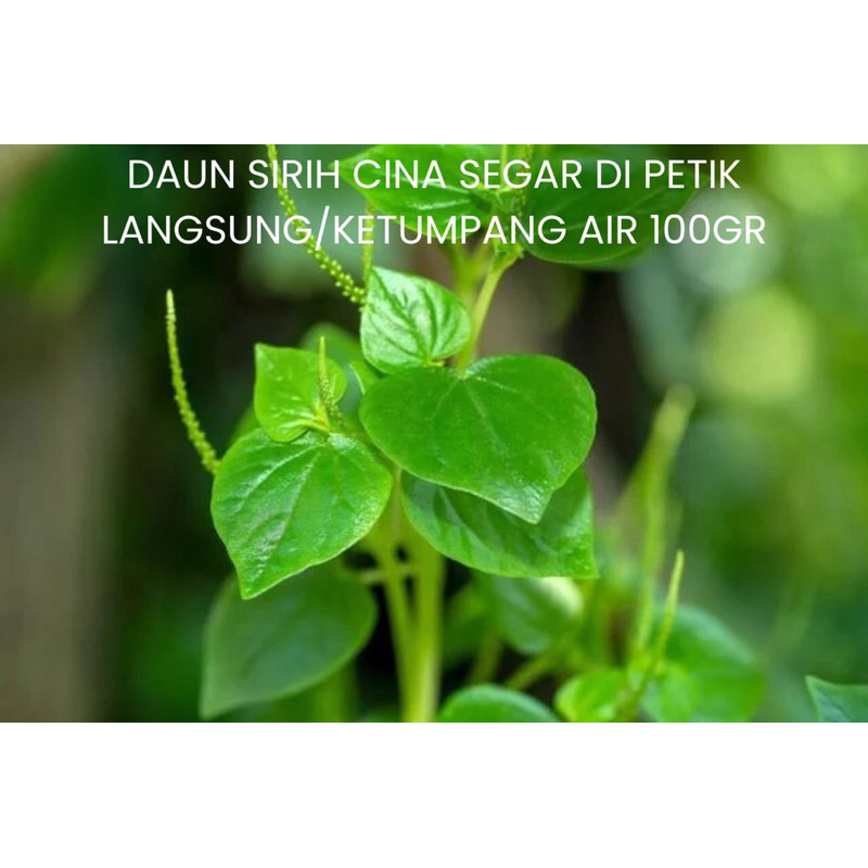 

DAUN SIRIH CINA SEGAR DI PETIK LANGSUNG/KETUMPANG AIR 100GR