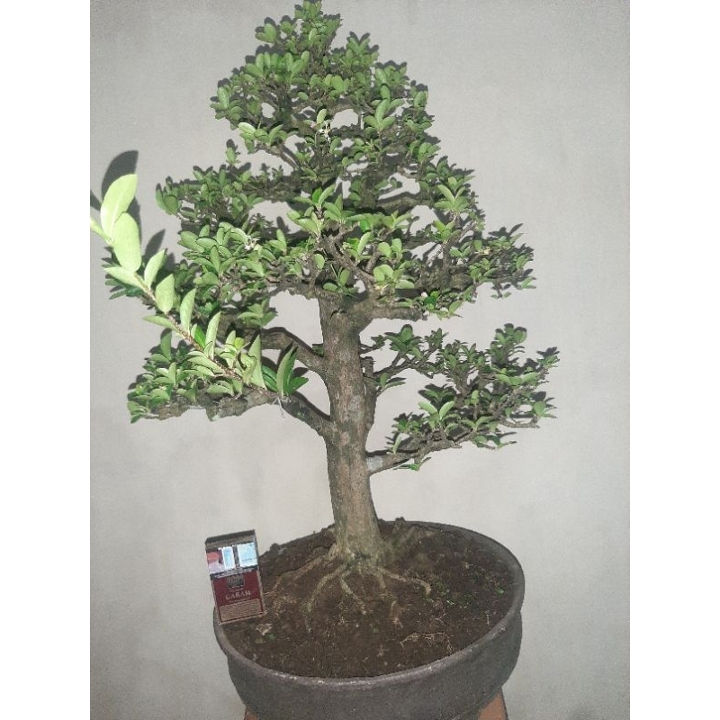 bonsai sianci kecut